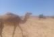 تعاونية اهل بوفريوى